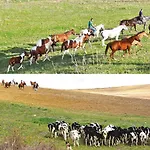 Masseria Straziuso - La Vaccariccia *