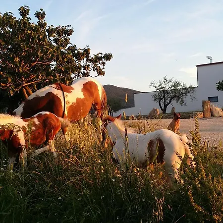 Masseria Straziuso - La Vaccariccia Farma *