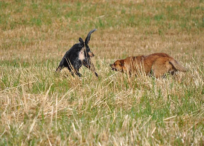 Masseria Straziuso - La Vaccariccia Alloggio per agriturismo San Chirico Nuovo