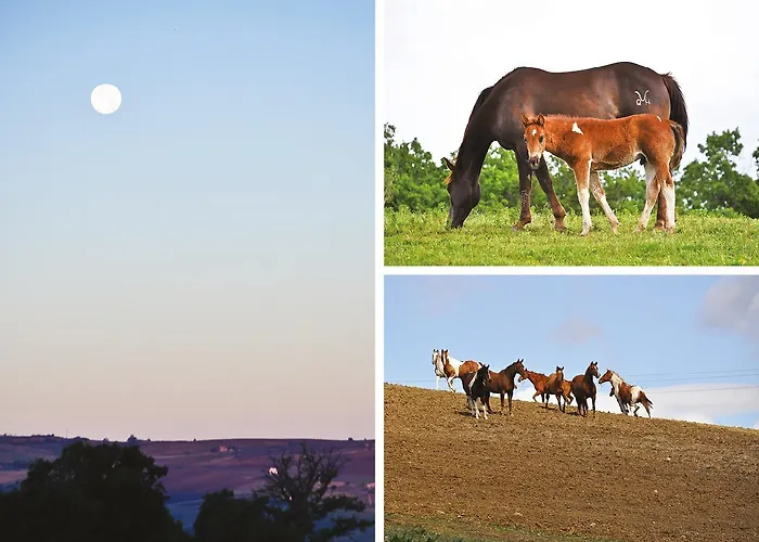 Alloggio per agriturismo Masseria Straziuso - La Vaccariccia